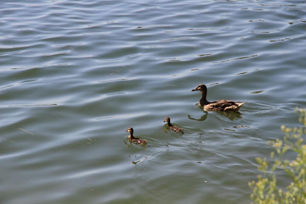 Mallard (Anas Platyrhynchos) – Wildlife at Buckland Park Lake